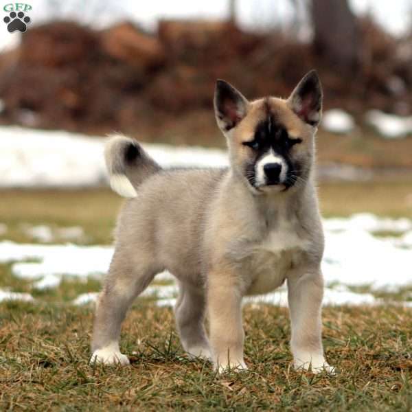 Sara, Akita Mix Puppy