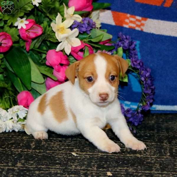 Sara, Jack Russell Terrier Puppy