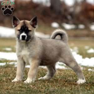 Sara, Akita Mix Puppy