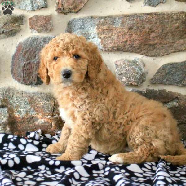Sarah, Goldendoodle Puppy