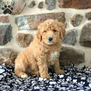 Sarah, Goldendoodle Puppy