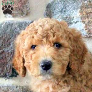 Sarah, Goldendoodle Puppy
