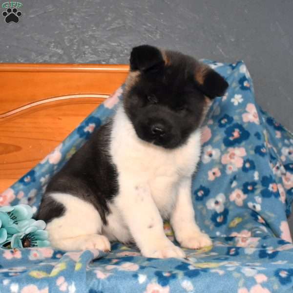 Sasha, Akita Puppy