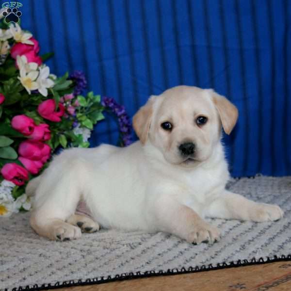 Sasha, Fox Red Labrador Retriever Puppy