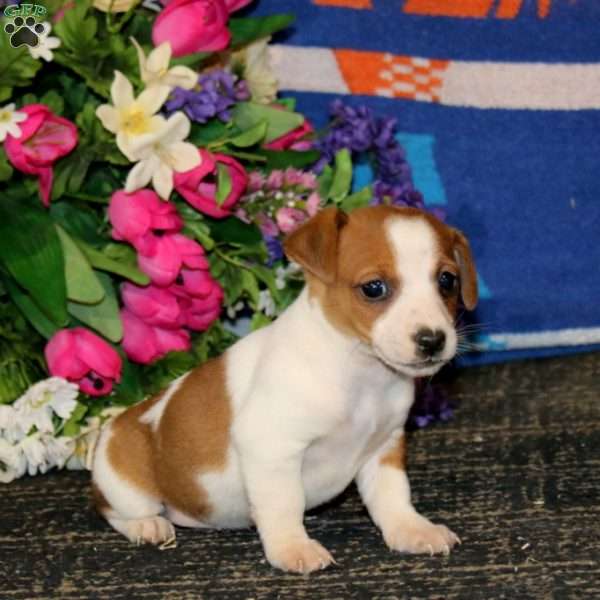 Sasha, Jack Russell Terrier Puppy