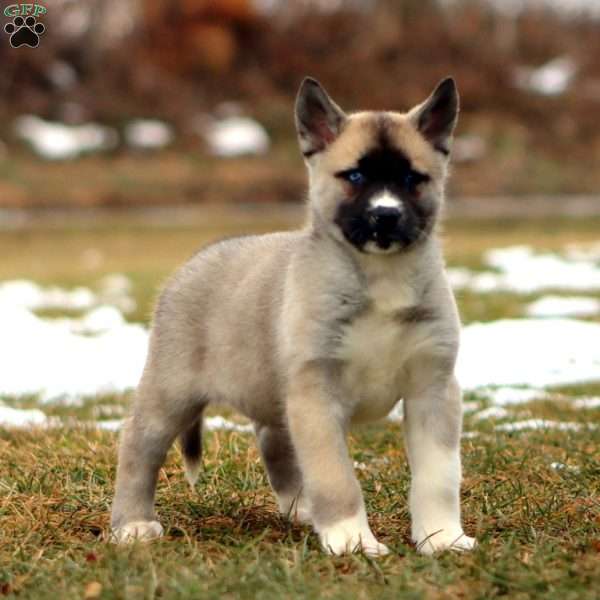 Sasha, Akita Mix Puppy