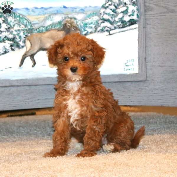 Sasha, Toy Poodle Puppy