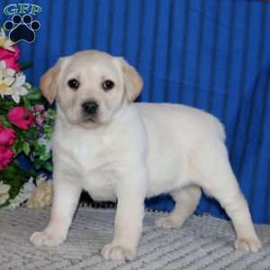 Sasha, Fox Red Labrador Retriever Puppy