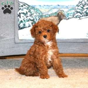 Sasha, Toy Poodle Puppy