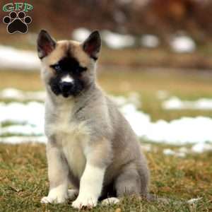 Sasha, Akita Mix Puppy