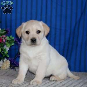 Sasha, Fox Red Labrador Retriever Puppy