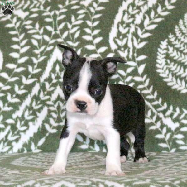 Sassy, Boston Terrier Puppy