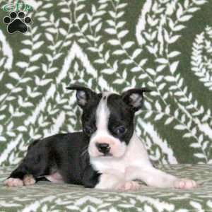 Sassy, Boston Terrier Puppy
