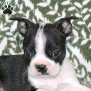 Sassy, Boston Terrier Puppy