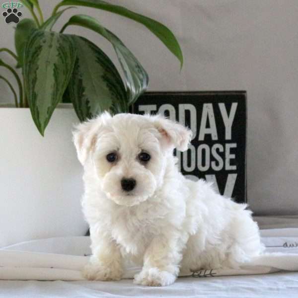 Savannah, Bichon Frise Puppy