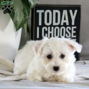 Savannah, Bichon Frise Puppy