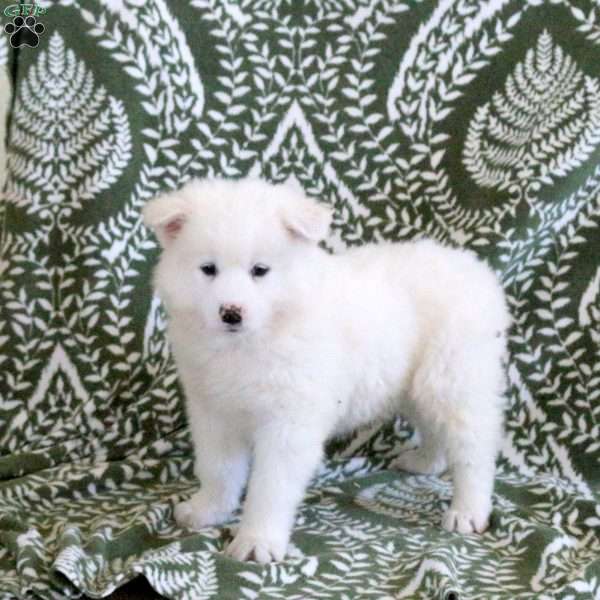 Sawyer, Samoyed Puppy