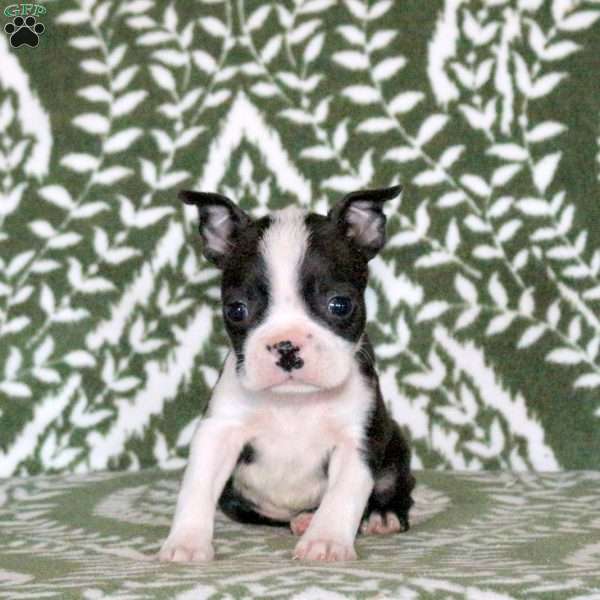 Sawyer, Boston Terrier Puppy