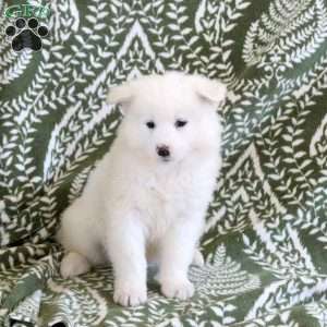 Sawyer, Samoyed Puppy