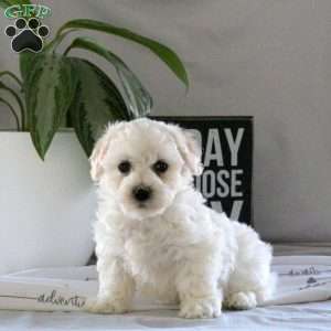 Sawyer, Bichon Frise Puppy