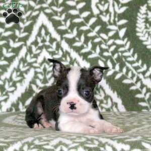 Sawyer, Boston Terrier Puppy