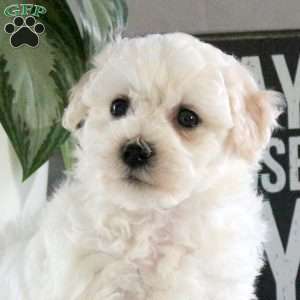 Sawyer, Bichon Frise Puppy