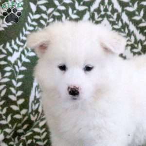 Sawyer, Samoyed Puppy