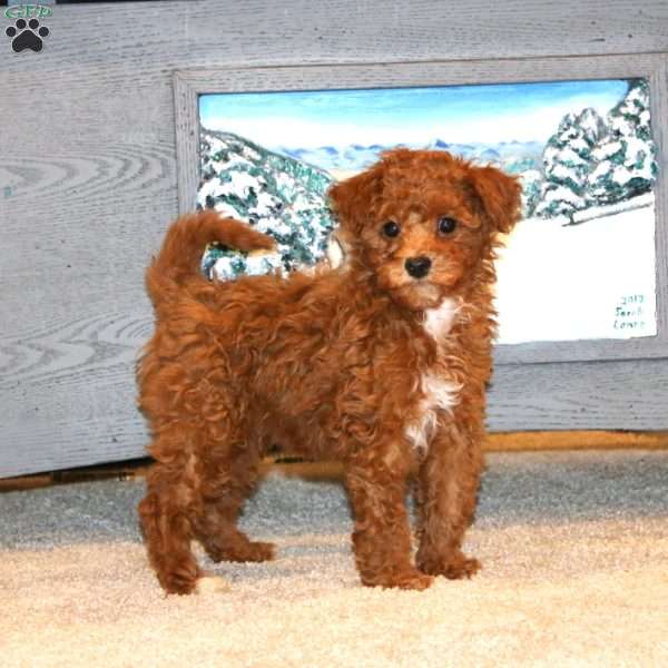 Scamper, Toy Poodle Puppy