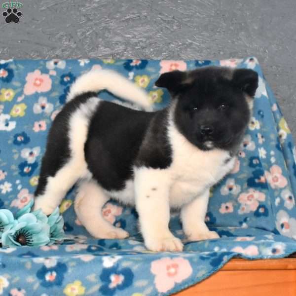 Scarlet, Akita Puppy