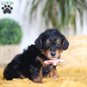 Scarlett, Yorkie Poo Puppy