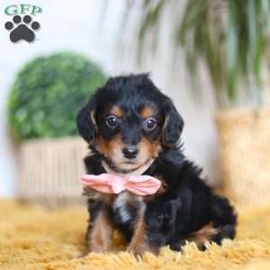 Scarlett, Yorkie Poo Puppy