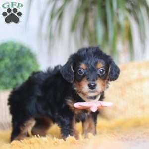 Scarlett, Yorkie Poo Puppy