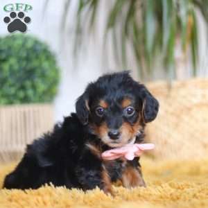 Scarlett, Yorkie Poo Puppy