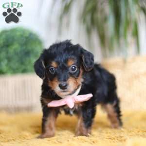 Scarlett, Yorkie Poo Puppy