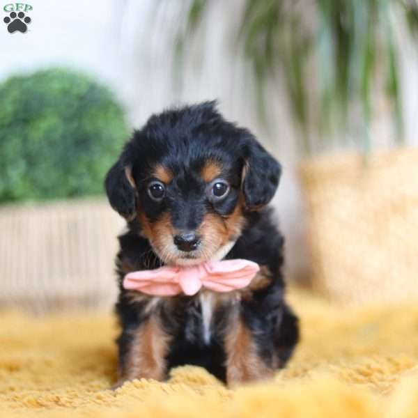 Scarlett, Yorkie Poo Puppy