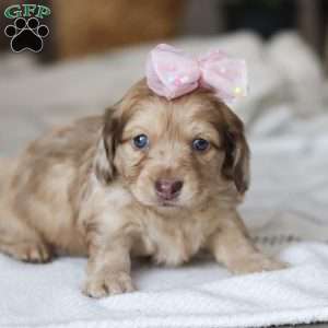 Schnitzel, Dachshund Puppy