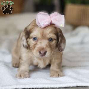 Schnitzel, Dachshund Puppy