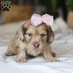 Schnitzel, Dachshund Puppy