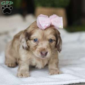 Schnitzel, Dachshund Puppy