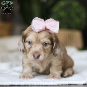 Schnitzel, Dachshund Puppy