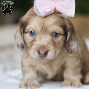 Schnitzel, Dachshund Puppy