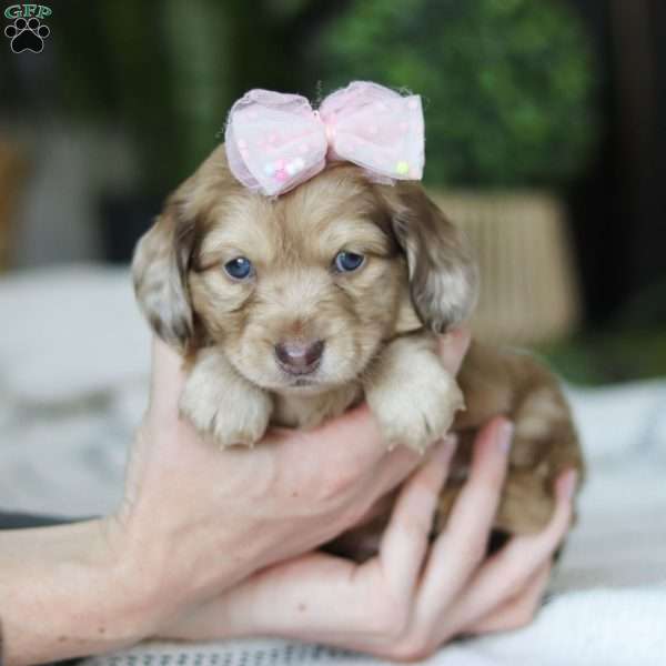 Schnitzel, Dachshund Puppy