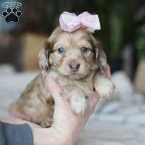 Schnitzel, Dachshund Puppy