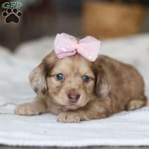 Schnitzel, Dachshund Puppy