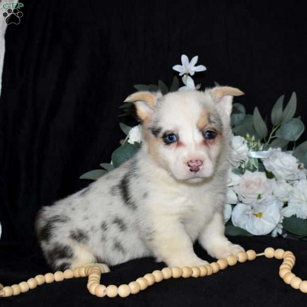 Scoops, Pembroke Welsh Corgi Puppy