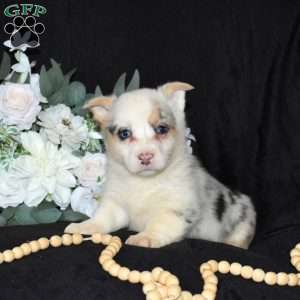 Scoops, Pembroke Welsh Corgi Puppy