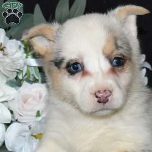 Scoops, Pembroke Welsh Corgi Puppy