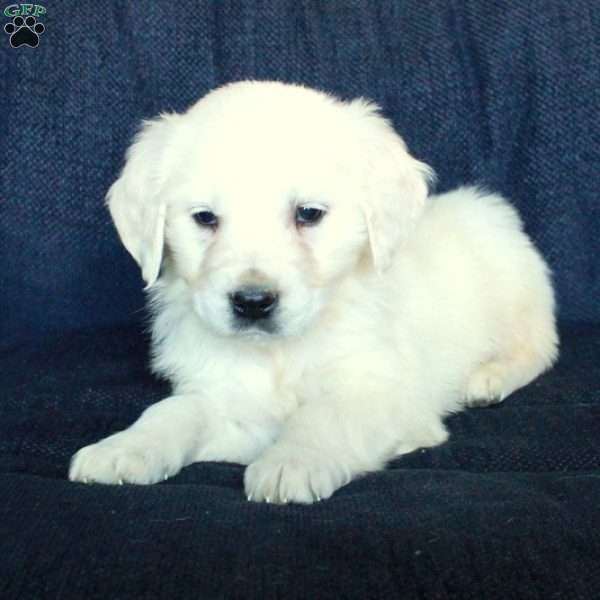 Scooter, English Cream Golden Retriever Puppy