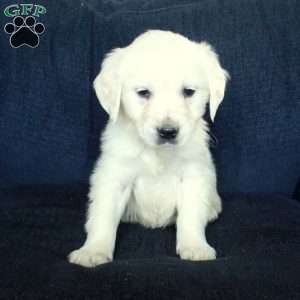 Scooter, English Cream Golden Retriever Puppy