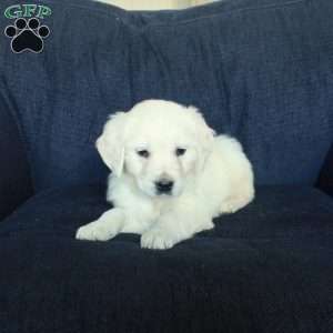 Scooter, English Cream Golden Retriever Puppy